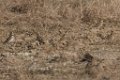 Horned Lark 2016-02-13_3